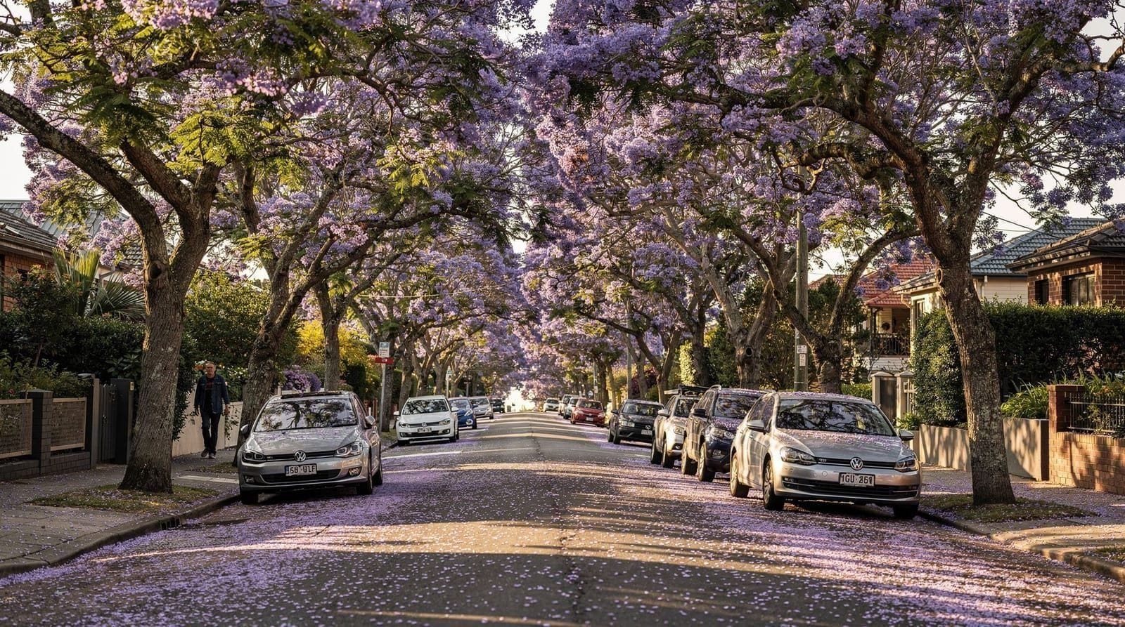 Jacaranda season in Sydney — when to see it and where to go — Sydney's jacaranda season peaks in late October. Here's when blooms actually arr