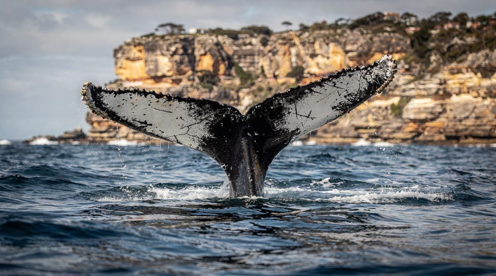 Whale season 2026 — what to expect and when to go — Sydney's whale watching season runs May through November 2026. What to expect, t