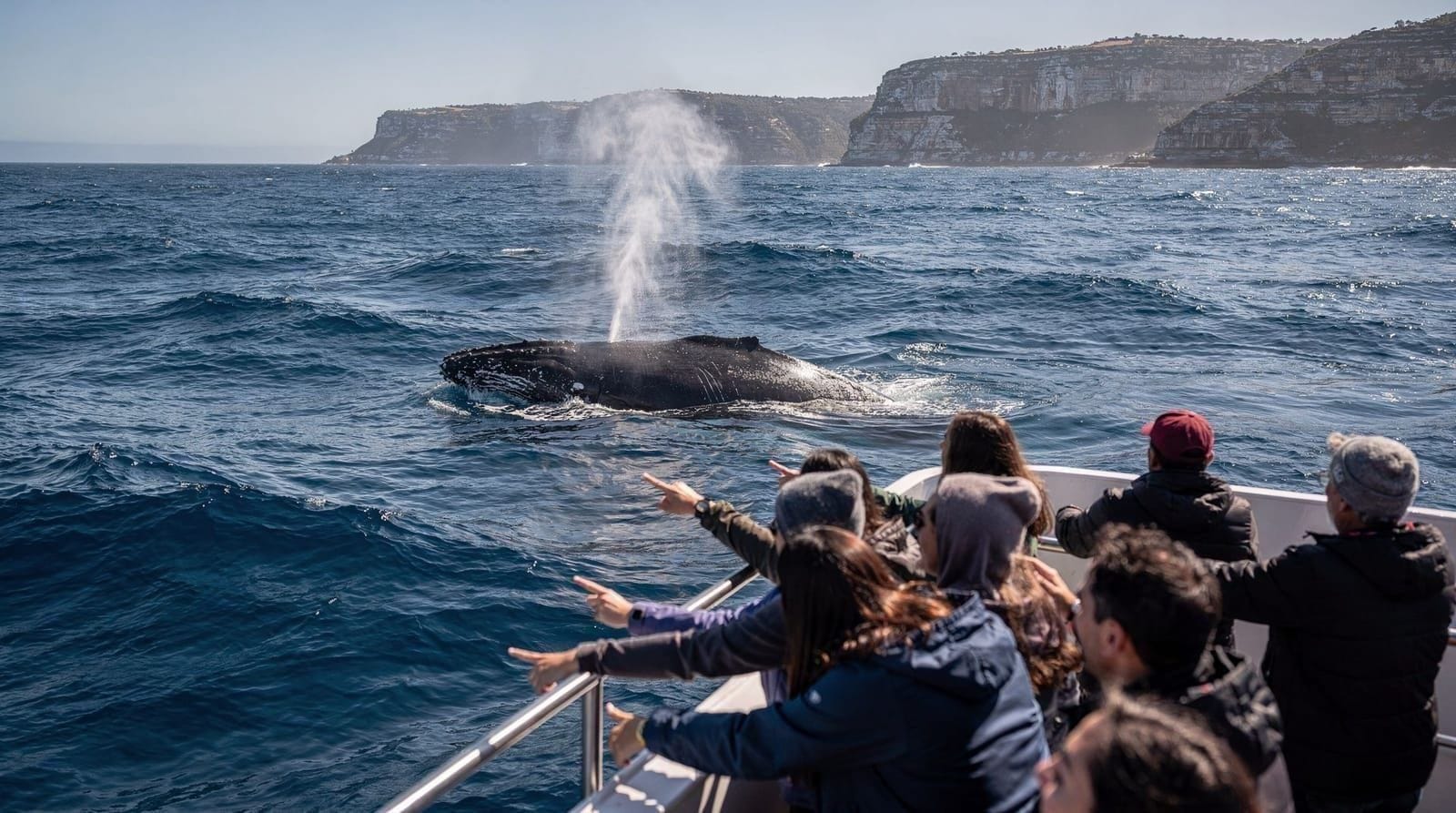My first Sydney whale watching cruise — what actually happened — June is peak season for whale watching in Sydney. Here's an honest first-person 
