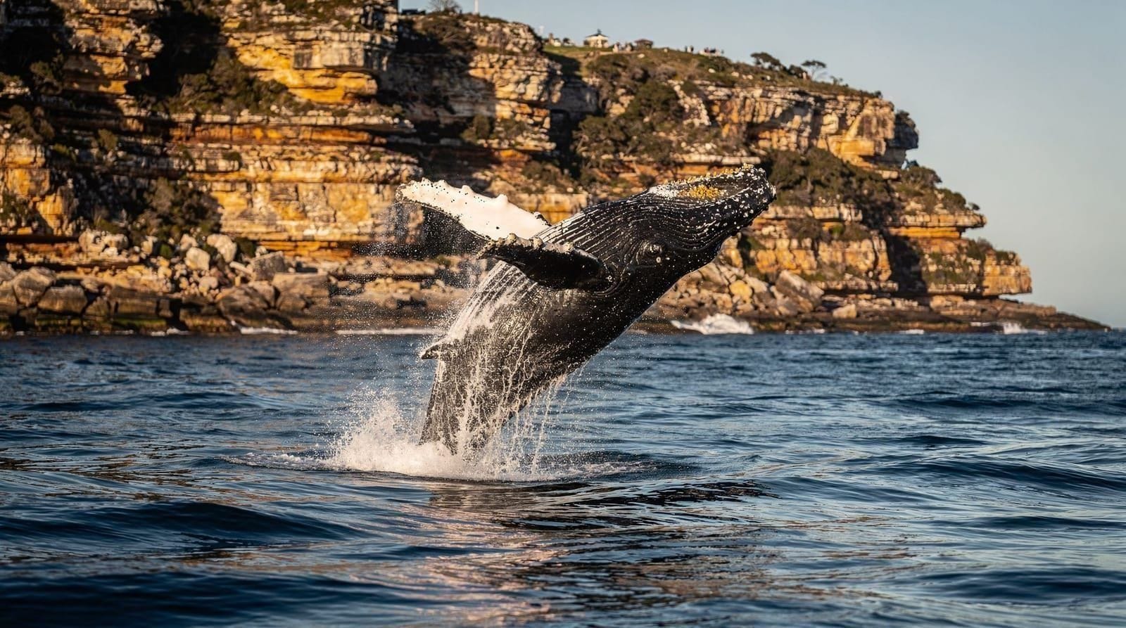 Whale watching — Humpback and southern right whales from May to November, departing Circular Quay