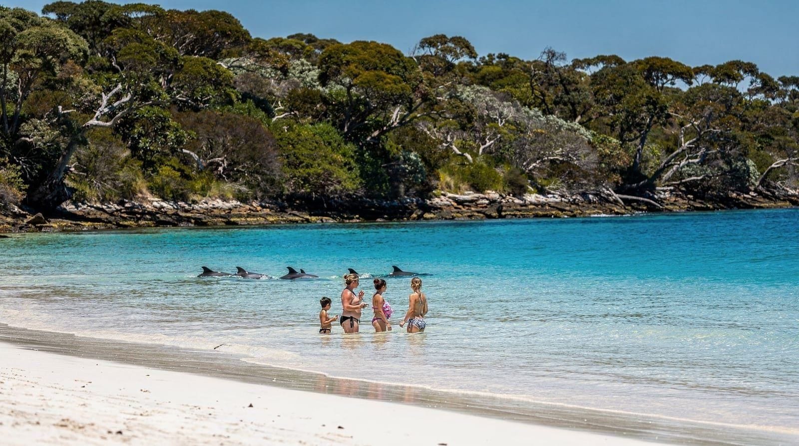Sydney: Port Stephens dolphin cruise sandboarding day trip