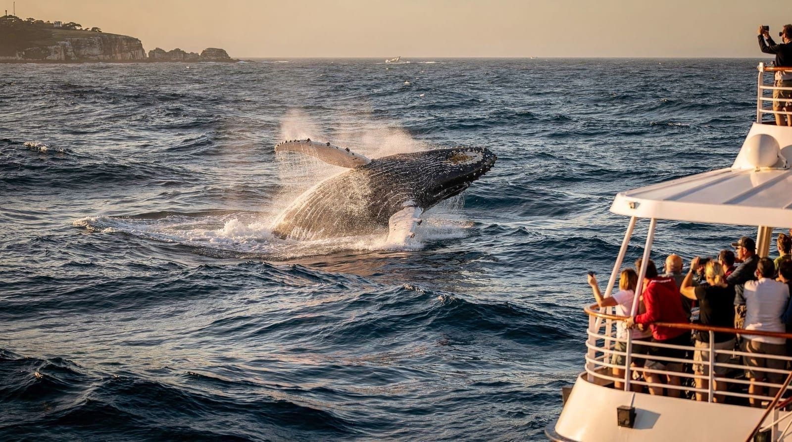 Best whale watching tours from Sydney — compared and ranked