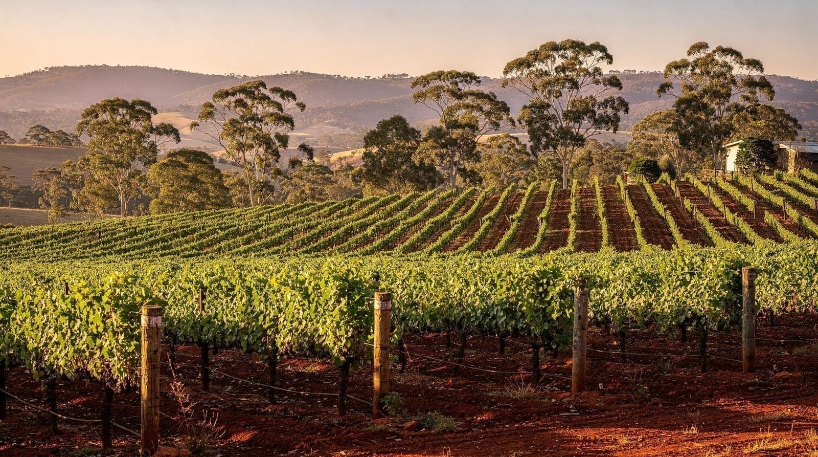Hunter Valley day trip from Sydney — wine, logistics, and honest advice — How to do a Hunter Valley day trip from Sydney — drive times, wine tour options,