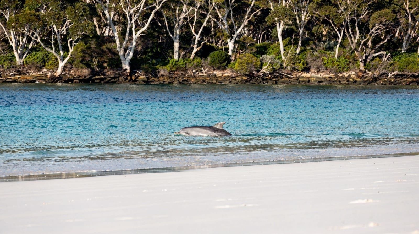 Jervis Bay day trip from Sydney — beaches, whales, and logistics — Jervis Bay day trip from Sydney — drive times, white-sand beaches, whale watchin