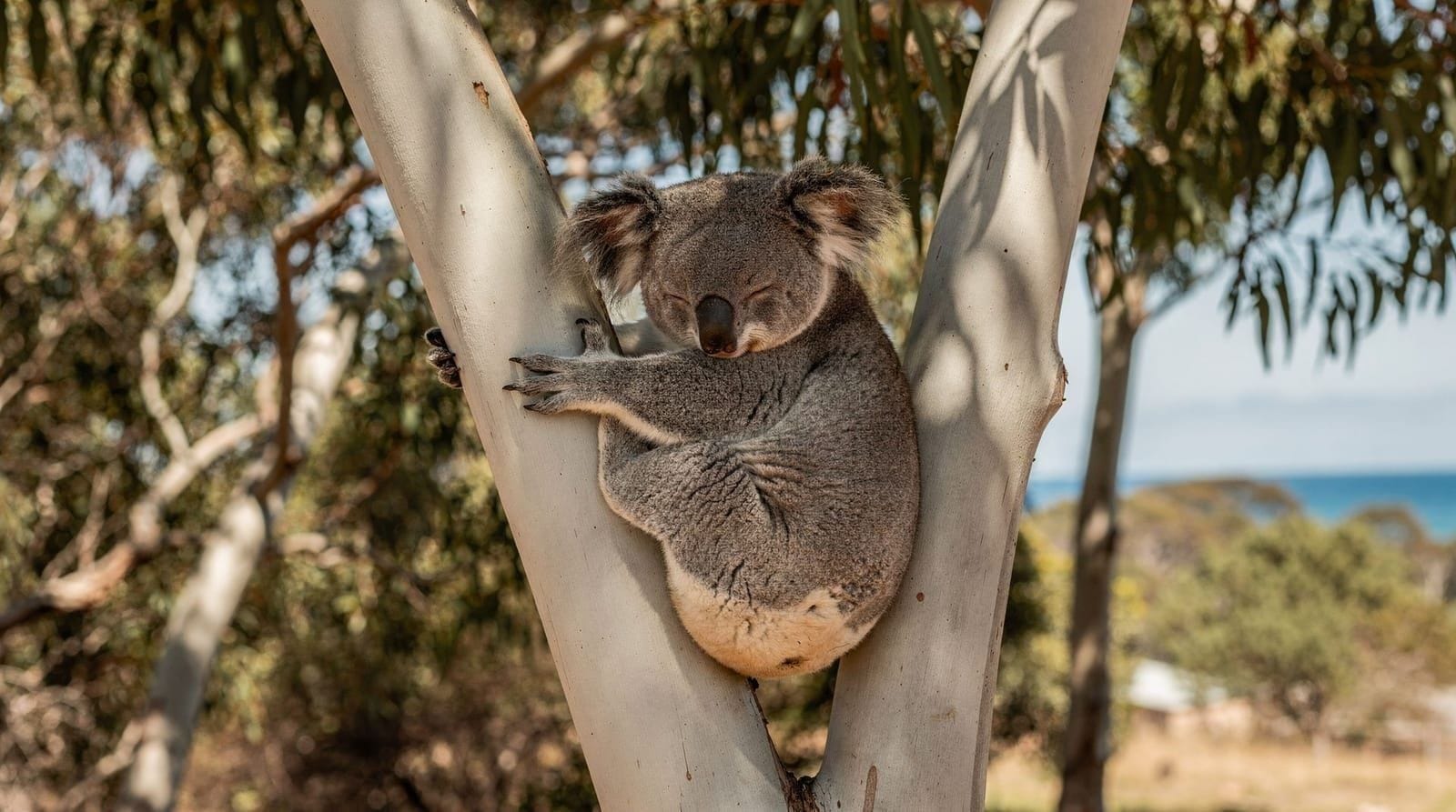 Wollongong: Sydney Jervis Bay tour with beaches koalas kangaroos