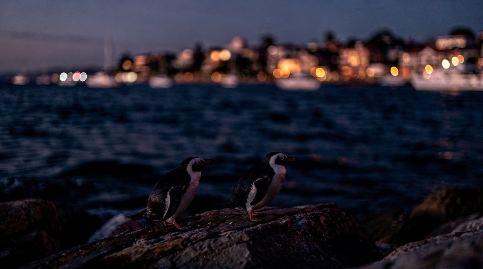 Penguins at Manly — where and when to see Little Penguins — How to see wild Little Penguins at Manly Beach for free — best times, locations,