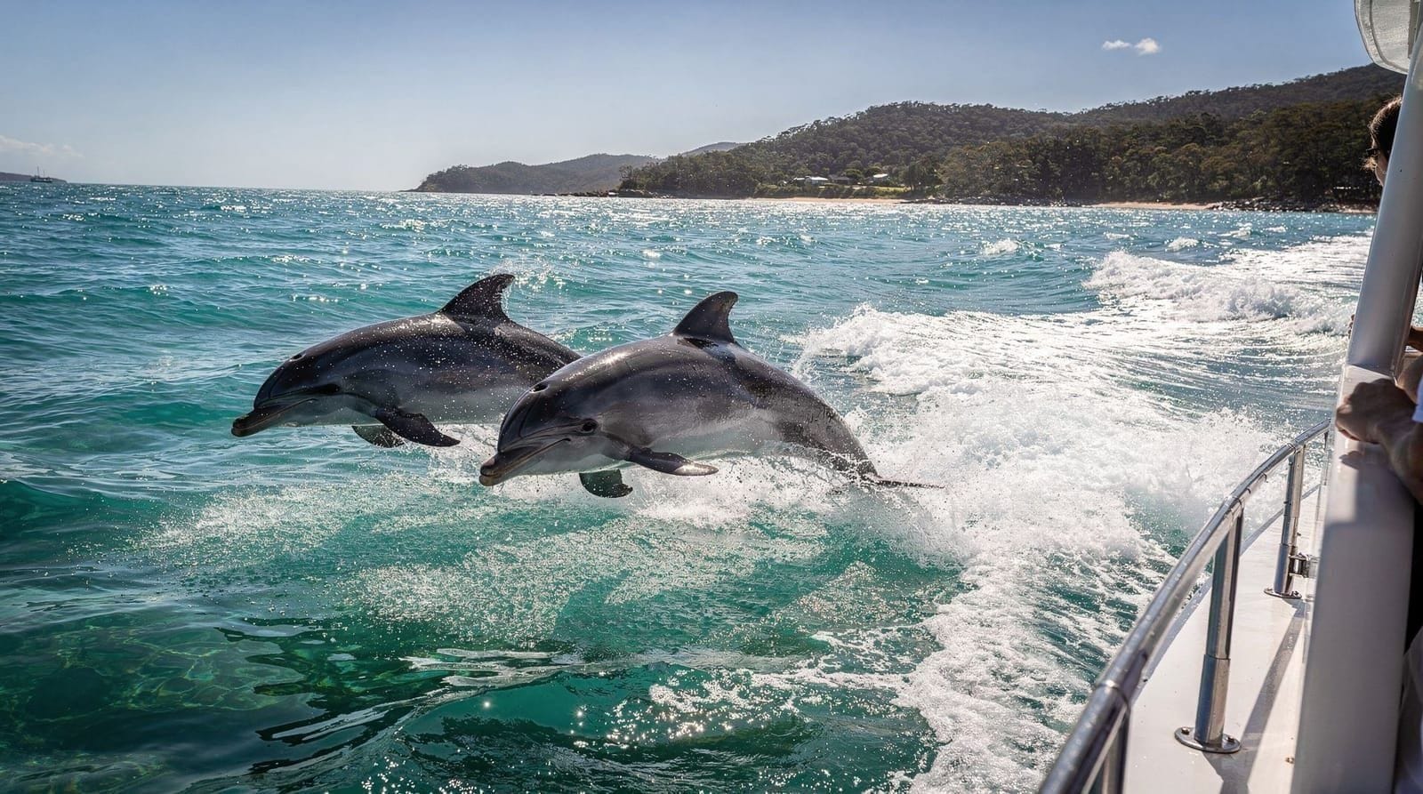 Port Stephens day trip from Sydney — dolphins, dunes, and logistics — Port Stephens day trip from Sydney — drive times, dolphin cruises, Stockton sand