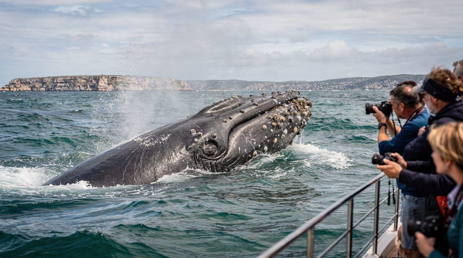 Jervis Bay: 2 hour whale watching cruise