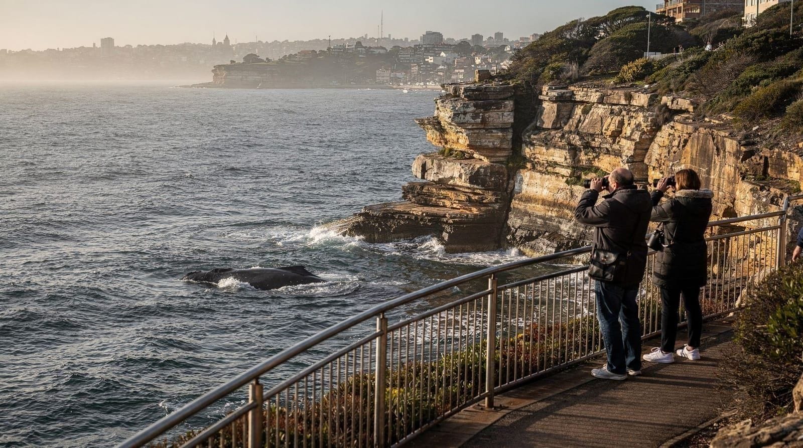 Sydney winter whale itinerary — 6 days in June, July or August — 6 days — easy — mid-range