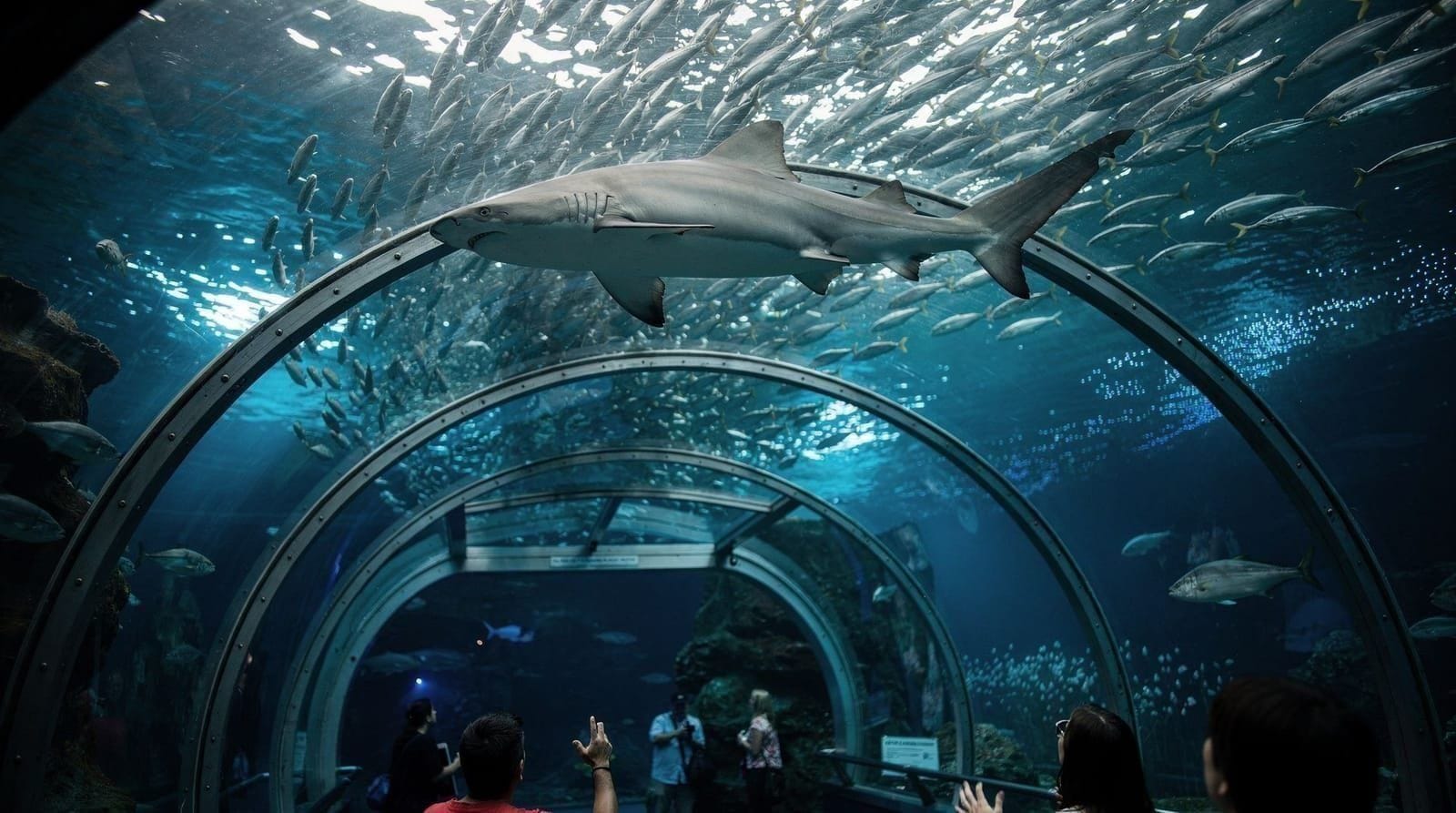 SEA LIFE Sydney Aquarium — honest review and ticket guide — Honest SEA LIFE Sydney Aquarium review with AUD prices, what to see, how long to
