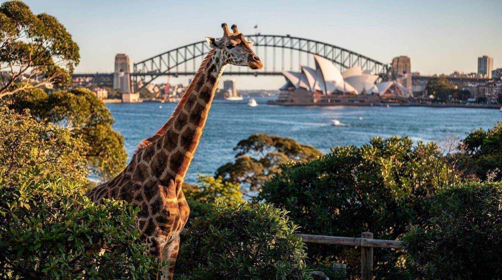 Taronga Zoo Sydney — tickets, ferry, and what to skip — Taronga Zoo Sydney ticket guide: entry prices, ferry combo vs cable car, what to