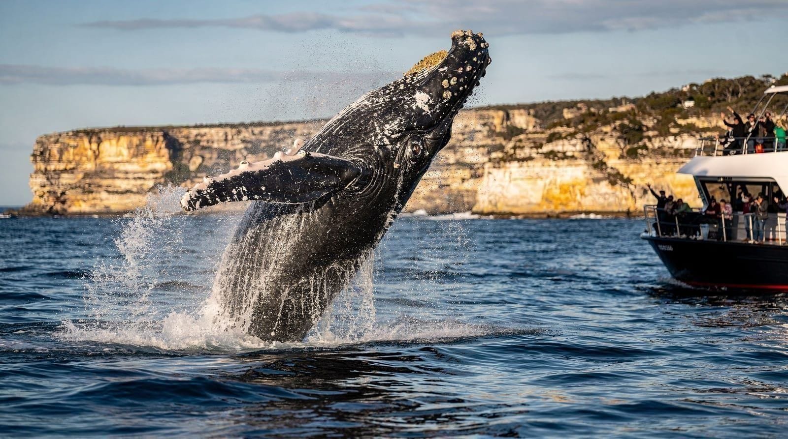 Whale watching in Sydney — honest guide to the best cruises